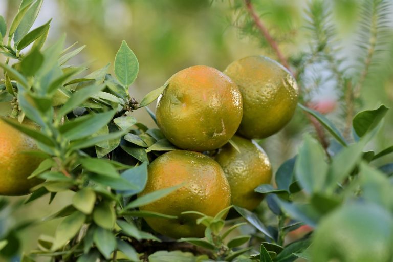 dieta cu grapefruit