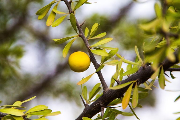masca cu ulei de argan pentru fata