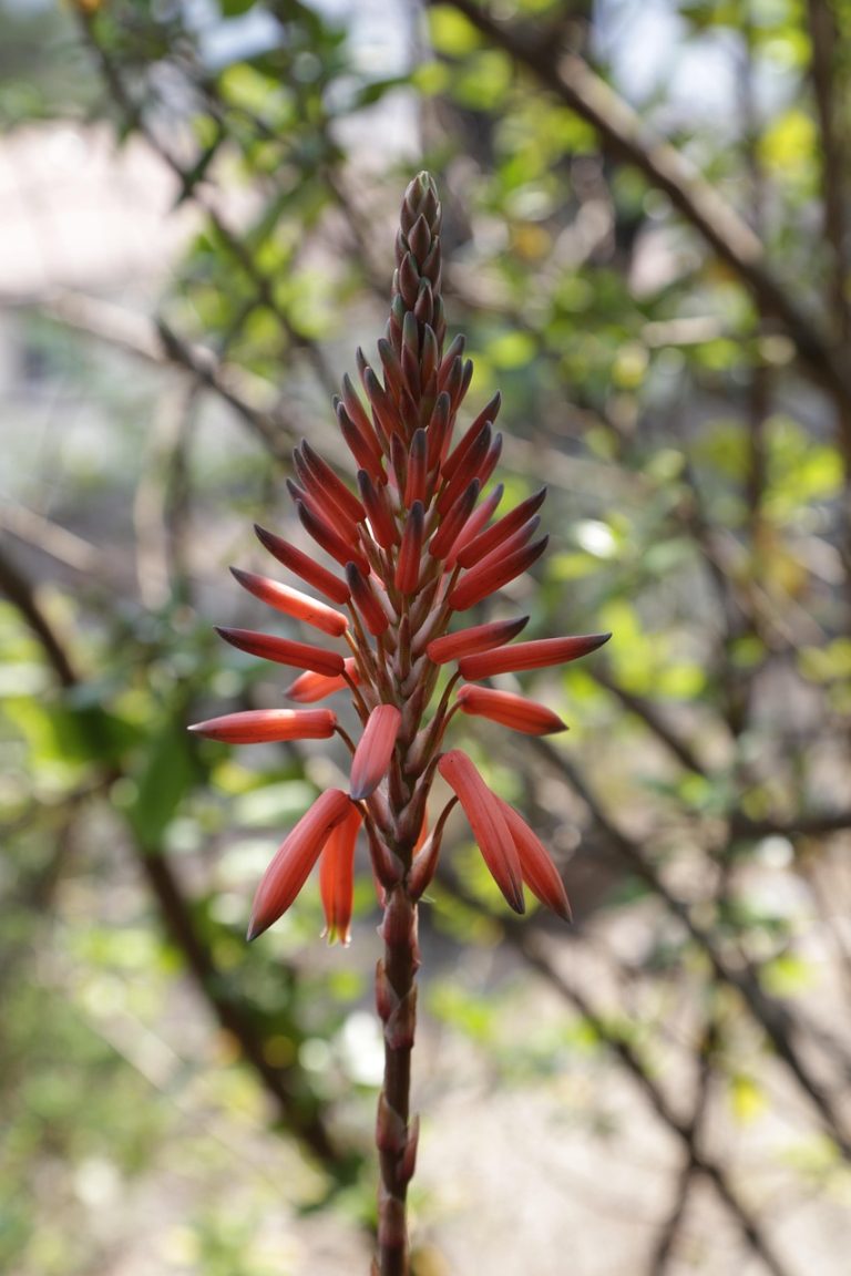 masca de fata cu aloe vera pentru riduri