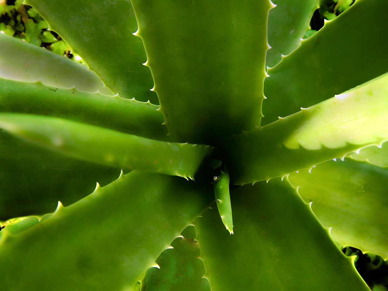 masca de par cu aloe vera facuta in casa