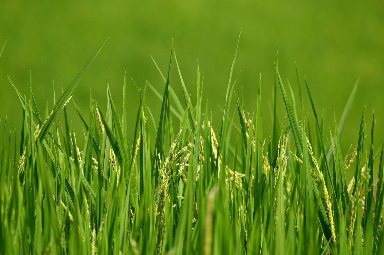 cate calorii are pilaful de orez cu legume