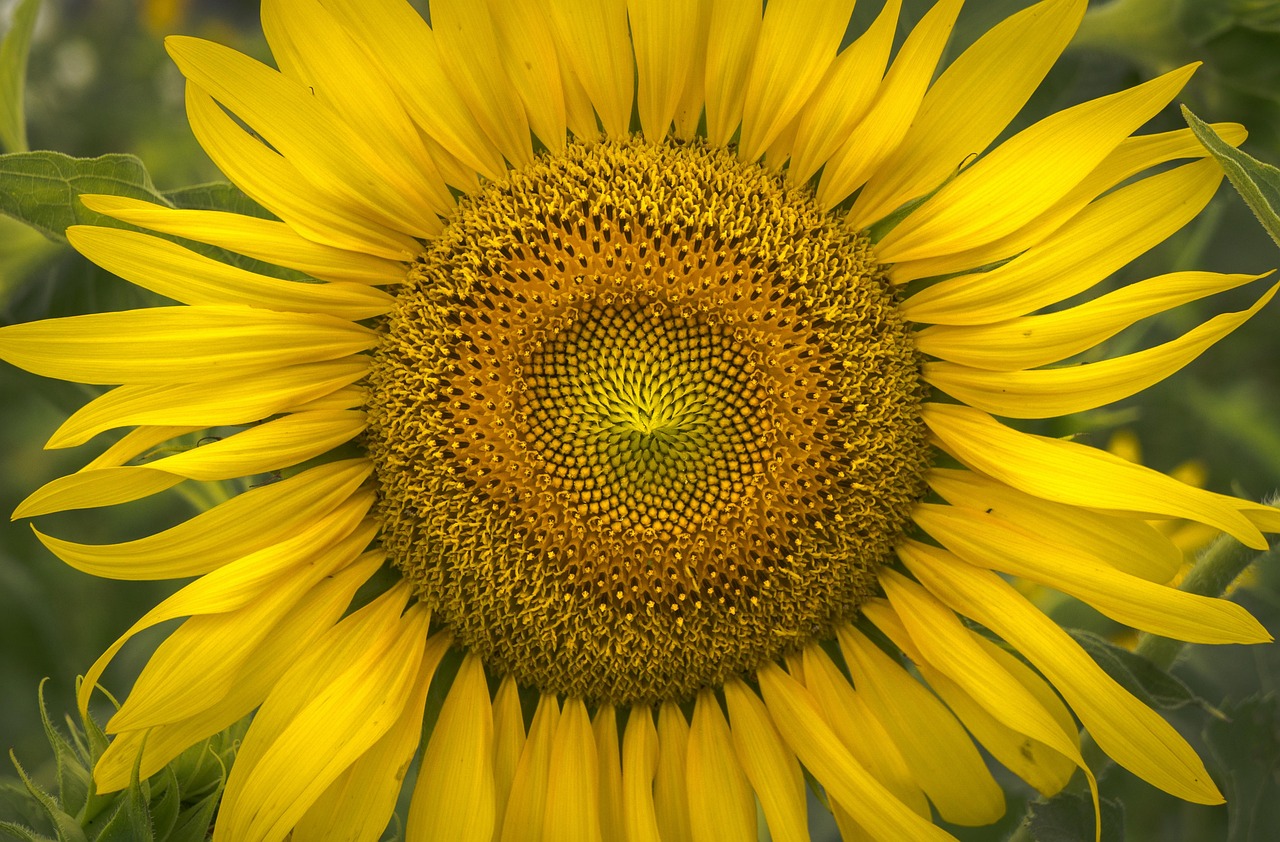 ce se intampla daca mananci multe seminte de floarea soarelui